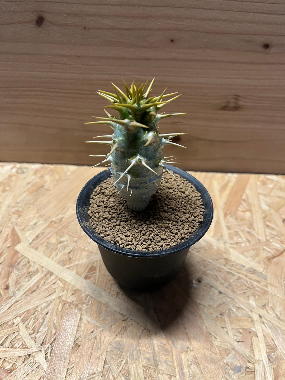 パキポディウム アンボンゲンセ | GREEN LUCK