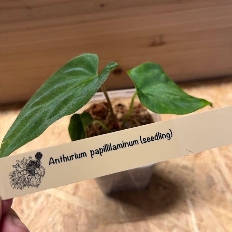 アンスリウム パピリラミナム | GREEN LUCK