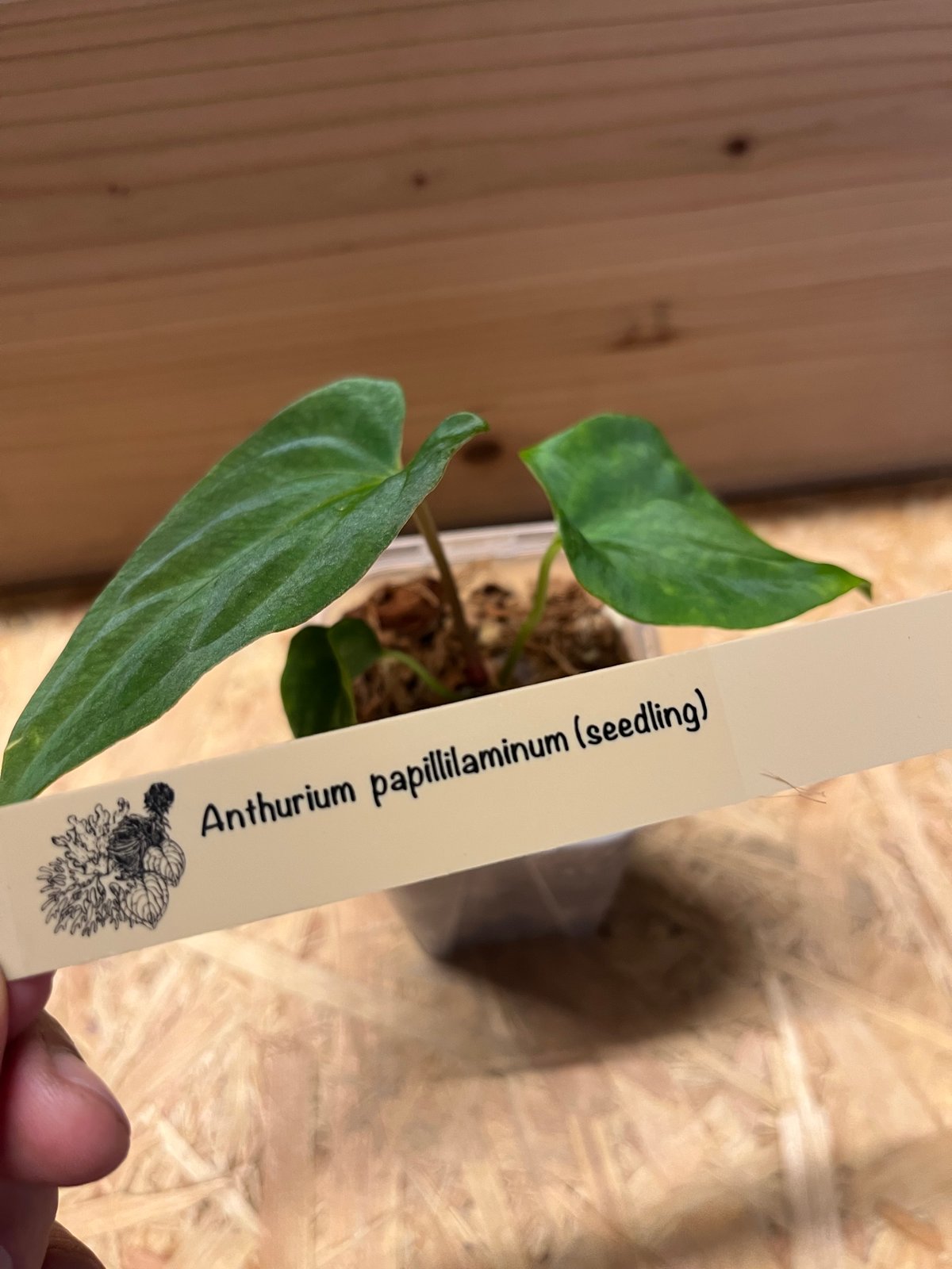 アンスリウム パピリラミナム | GREEN LUCK