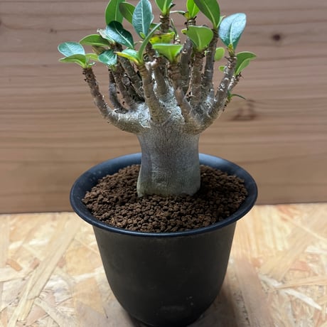 口径22.5cm植木鉢多肉塊根観葉植物ハンドメイド陶器陶芸 【公式通販】