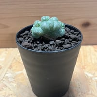 自根発根済コピアポアヒポガエア 自根発根済コピアポ