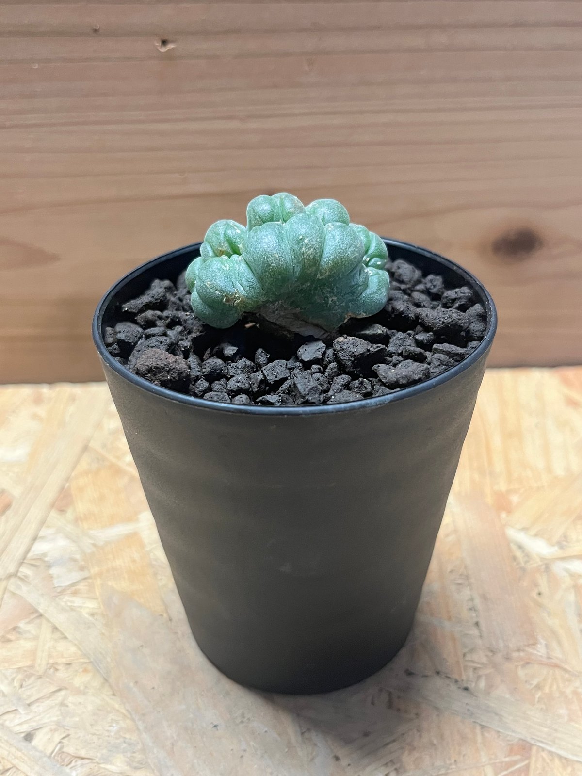 ロフォフォラ 鳥羽玉 綴化 | GREEN LUCK