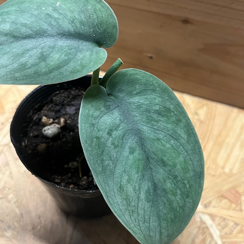 スキンダプサス プラチナ シルバーヒーロー | GREEN LUCK