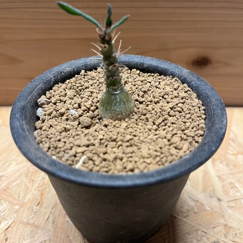 パキポディウムセット2 カクチ デンシ サキュレンタム ロスラツム エブレネウム 楽天市場】パキポディウム・サキュレンタム 9cm鉢 カクタス長田