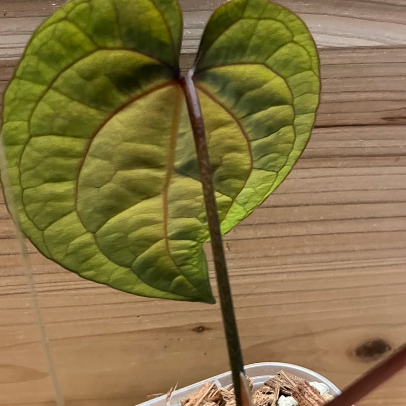 アンスリウム エースオブスペード ダークフォーム セルフ | GREEN LUCK