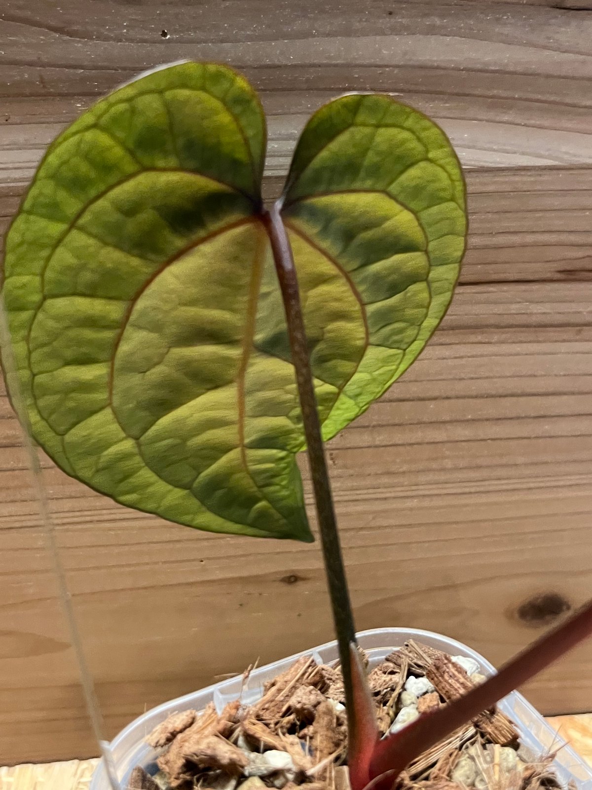 アンスリウム エースオブスペード ダークフォーム セルフ | GREEN LUCK