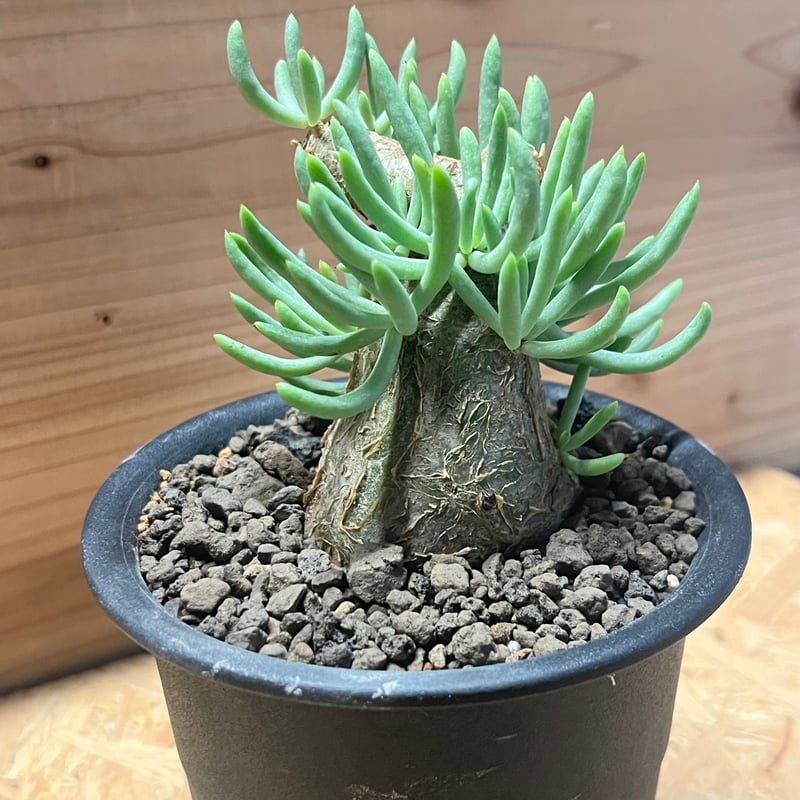 チレコドン ペアルソニー | GREEN LUCK