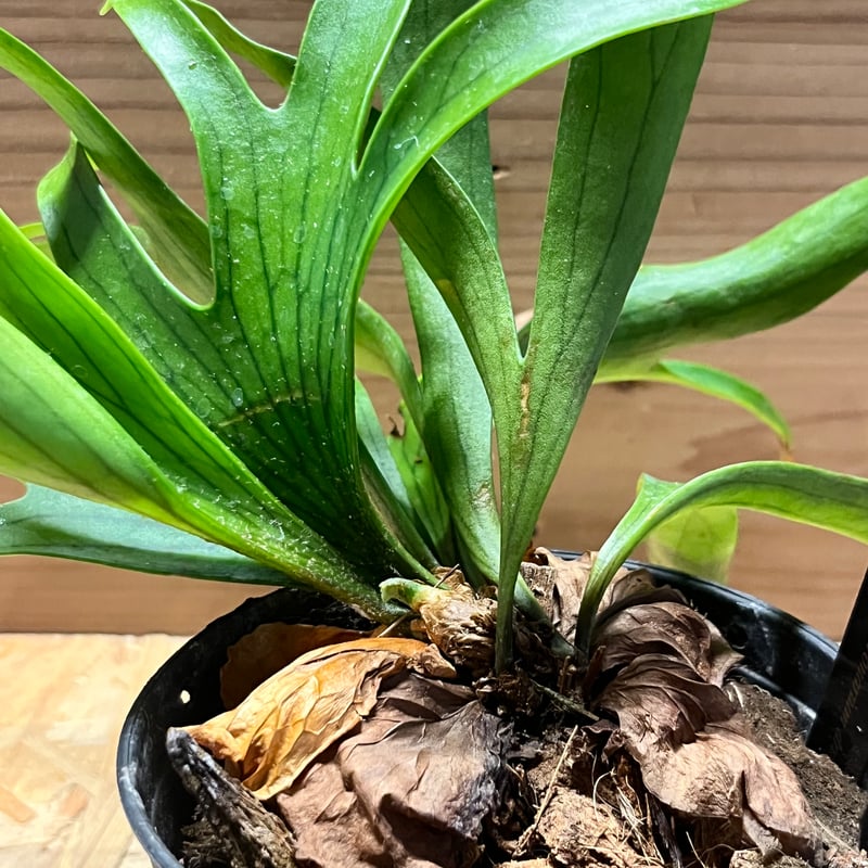 ビカクシダ コロナリウム ドラゴンツリー | GREEN LUCK