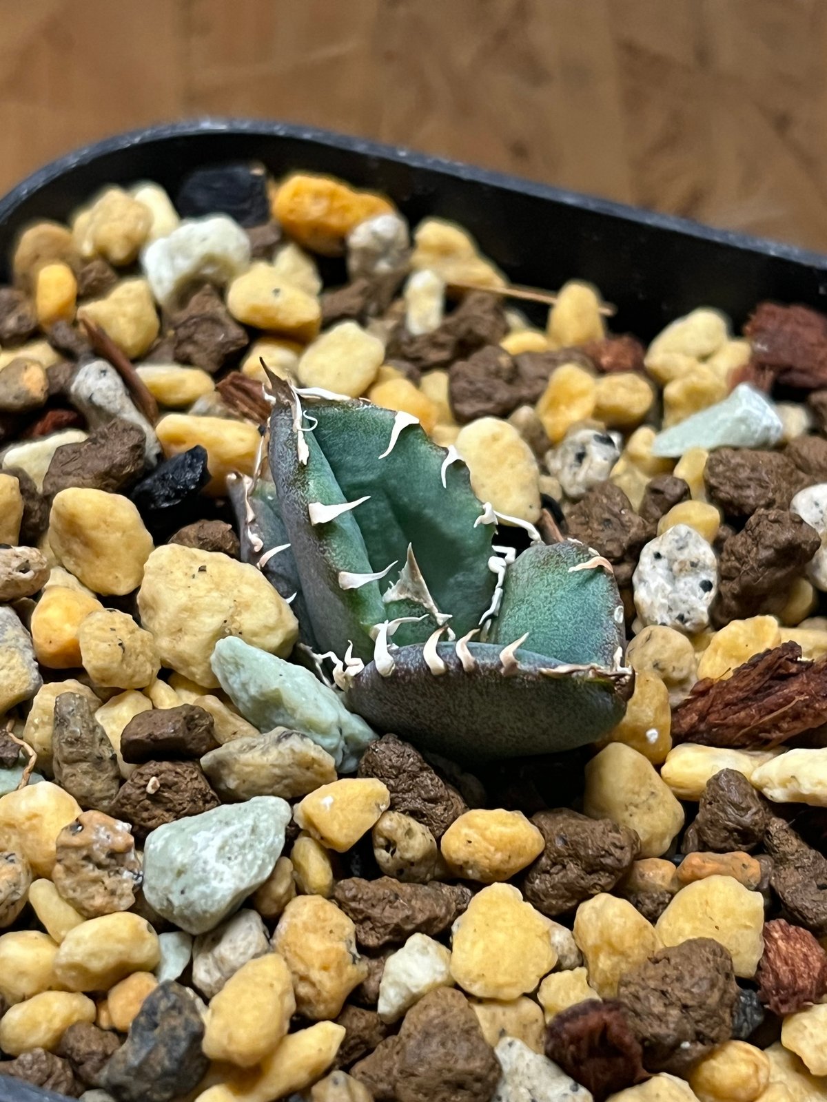 アガベ チタノタ クラウン 皇冠 | GREEN LUCK