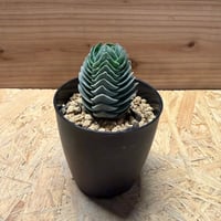 アガベ チタノタ 黒羽毛 ブラックフェザー | GREEN LUCK