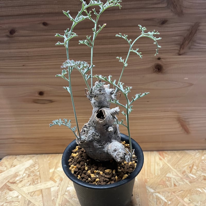 ペラルゴニウム クリズミフォリウム | GREEN LUCK