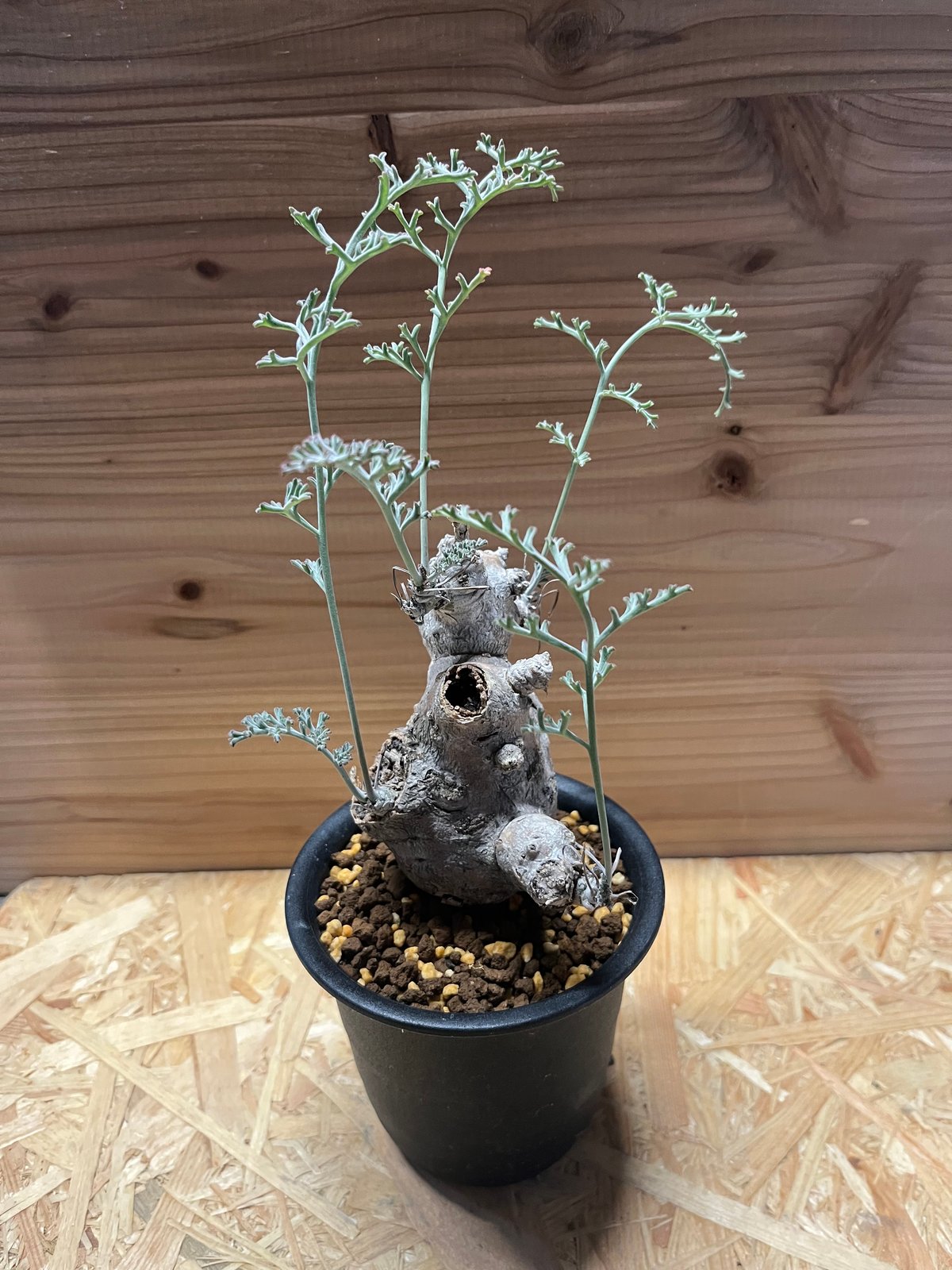 ペラルゴニウム クリズミフォリウム | GREEN LUCK