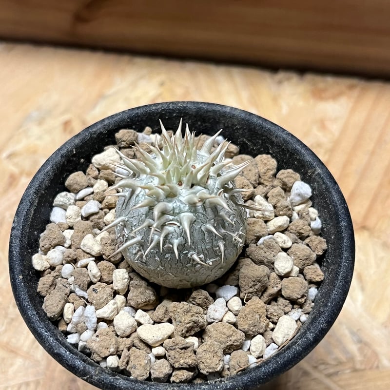 パキポディウム エニグマティクム パキポディウム エニグマティクム（実生) RF231263 | RAFLUM