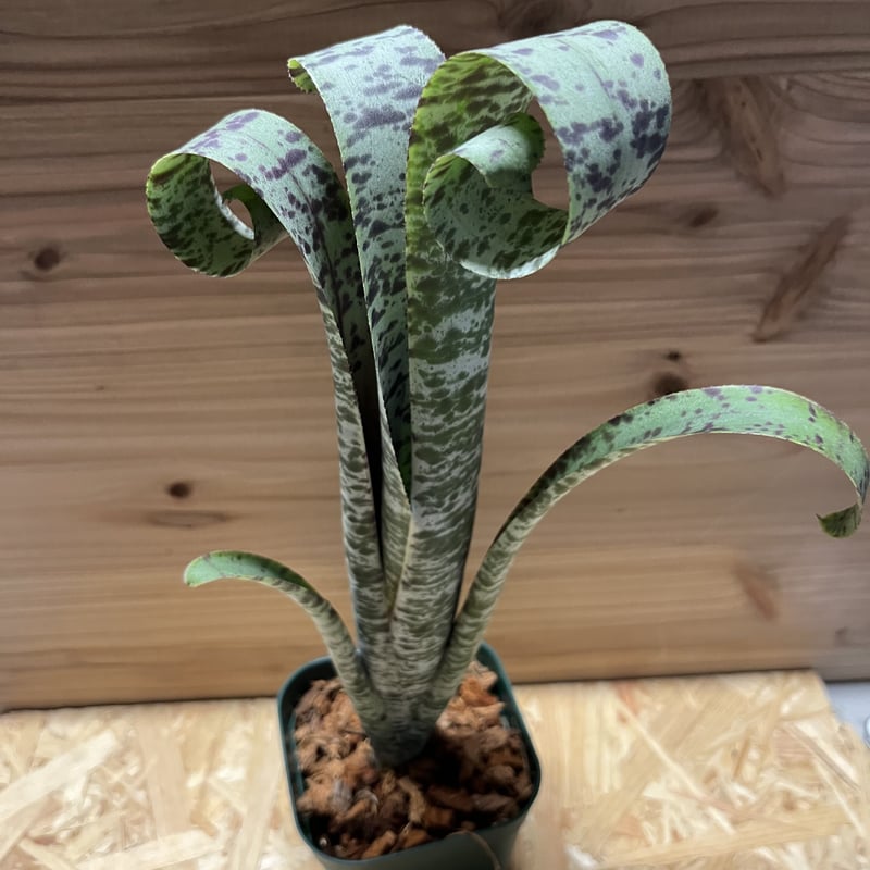 ケスネリア マルモラータ ティムプローマン | GREEN LUCK