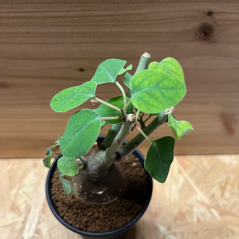 アデニア スピノーサ | GREEN LUCK