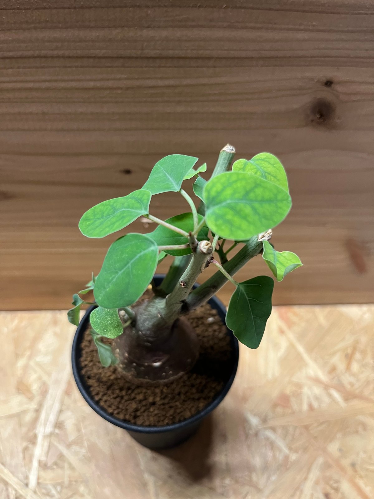 アデニア スピノーサ | GREEN LUCK