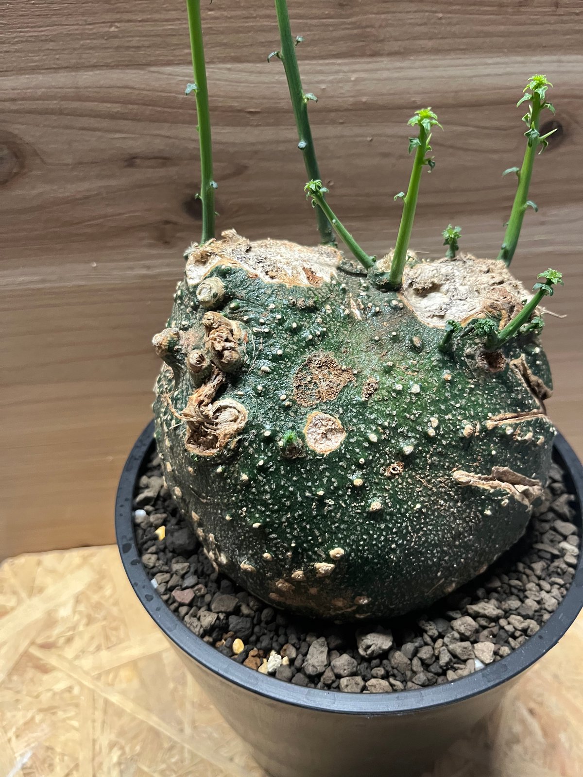 アデニア グロボーサ アデニア グロボーサ | GREEN LUCK