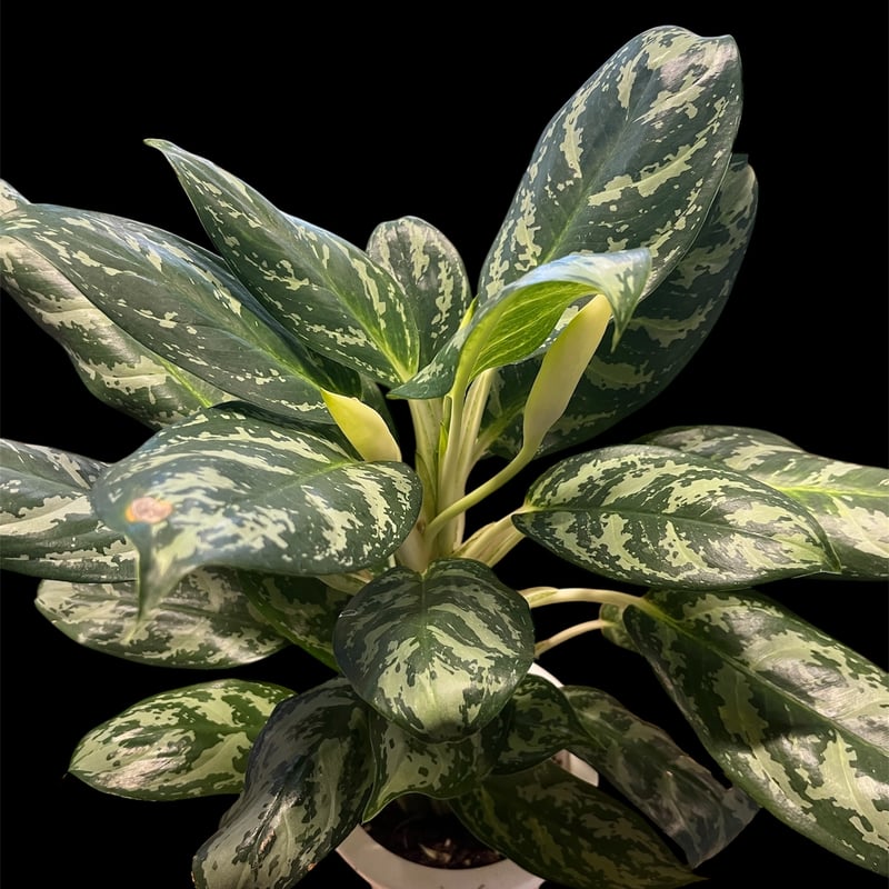 アグラオネマ クレッドモラゴッド | GREEN LUCK