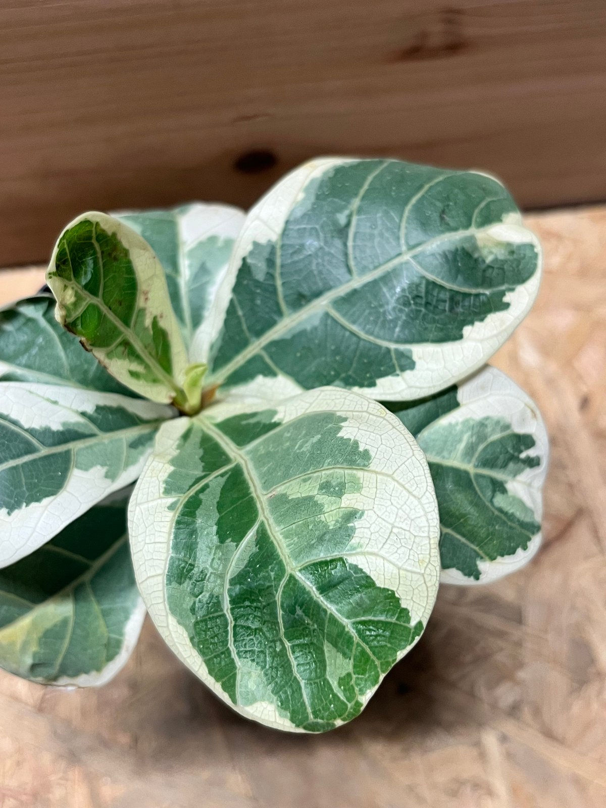 フィカス リラータ イヴォンヌ | GREEN LUCK