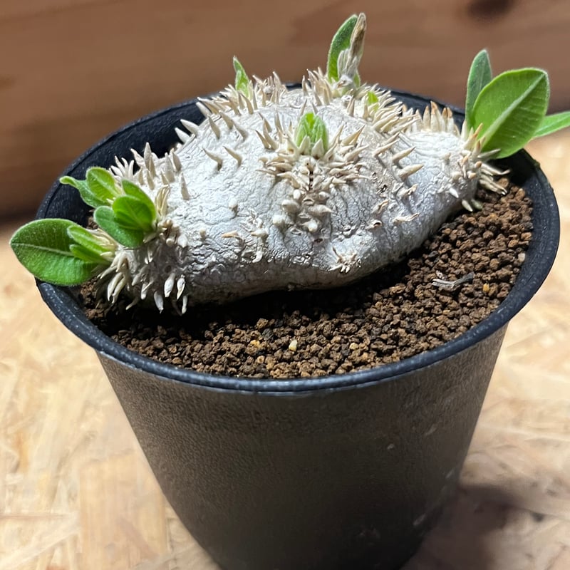 パキポディウム　恵比寿笑い パキポディウム・ブレビカウレ（恵比寿笑い）の基本情報・育て方