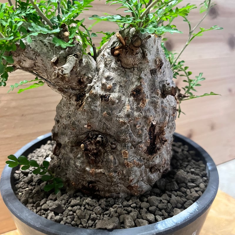 オペルクリカリア パキプス 鉢（SRL）ごと fit=scale-down,w=1200