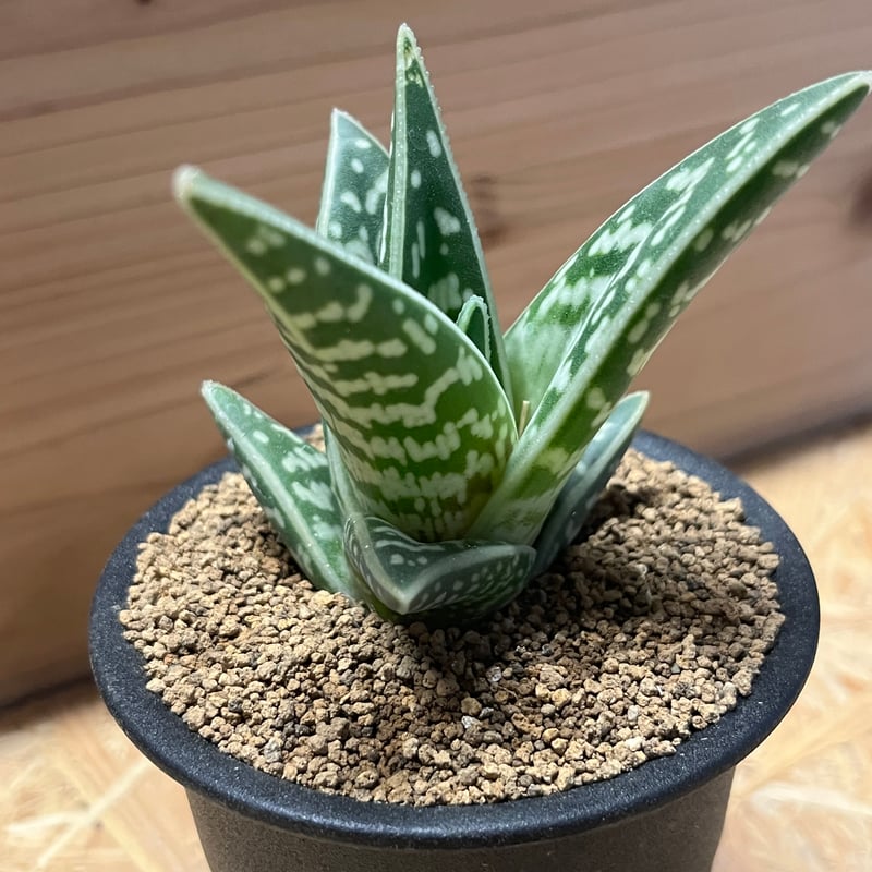 【激レア　アロエ　千代田錦　白斑　子株出品】 激レア アロエ 千代田錦 白斑 子株出品】 - メルカリ