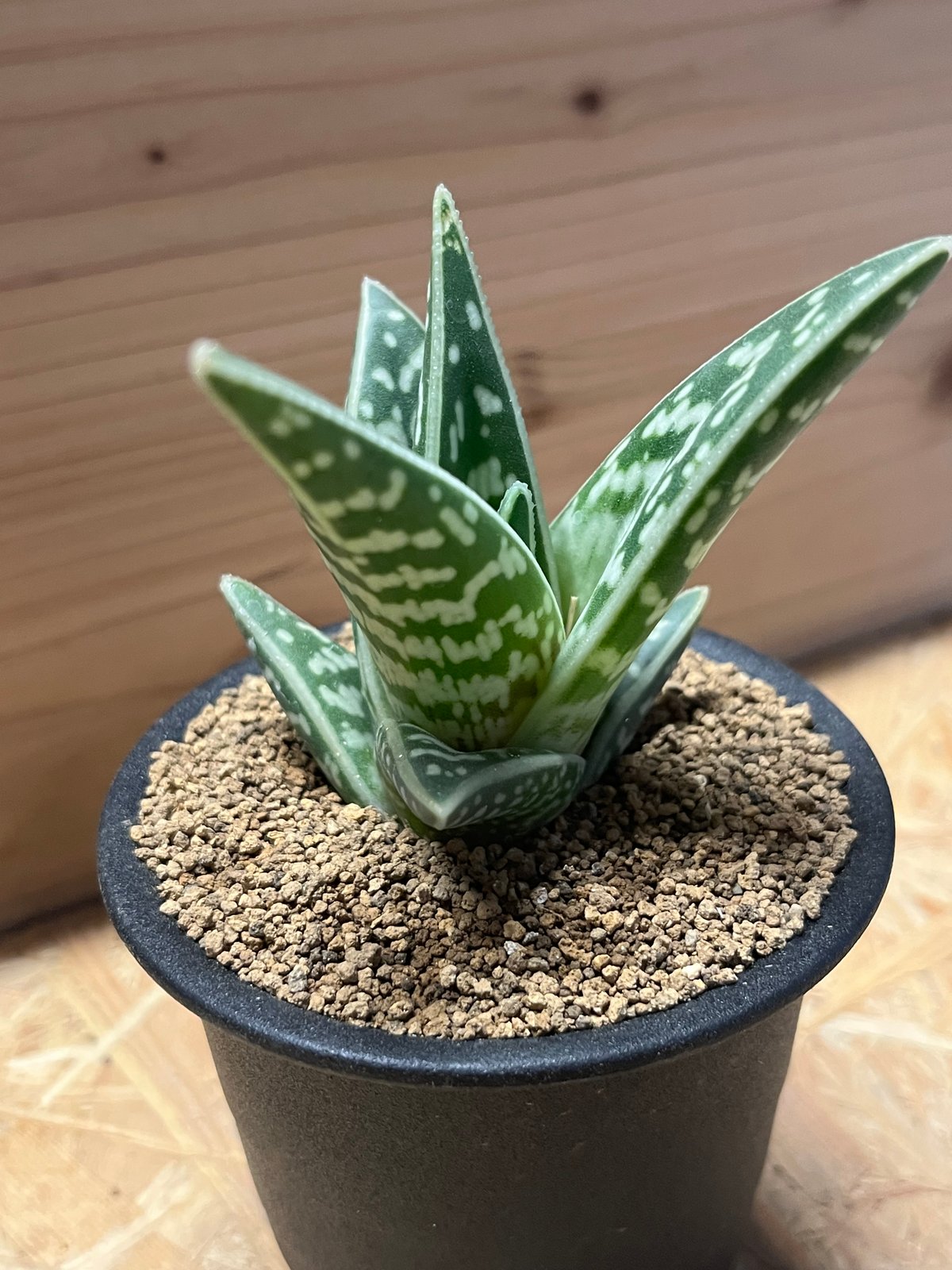 こちらは取引中ですアロエ　千代田錦　ぷくぷく赤ちゃん　多肉植物 こちらは取引中ですアロエ 千代田錦 ぷくぷく赤ちゃん 多肉植物