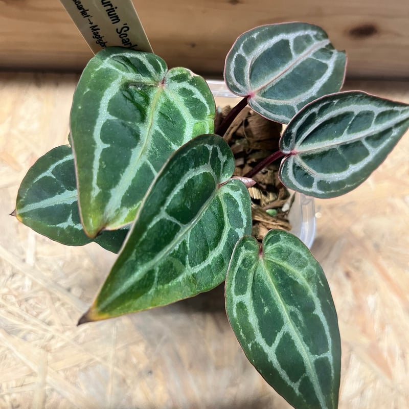 アンスリウム スカーレット | GREEN LUCK