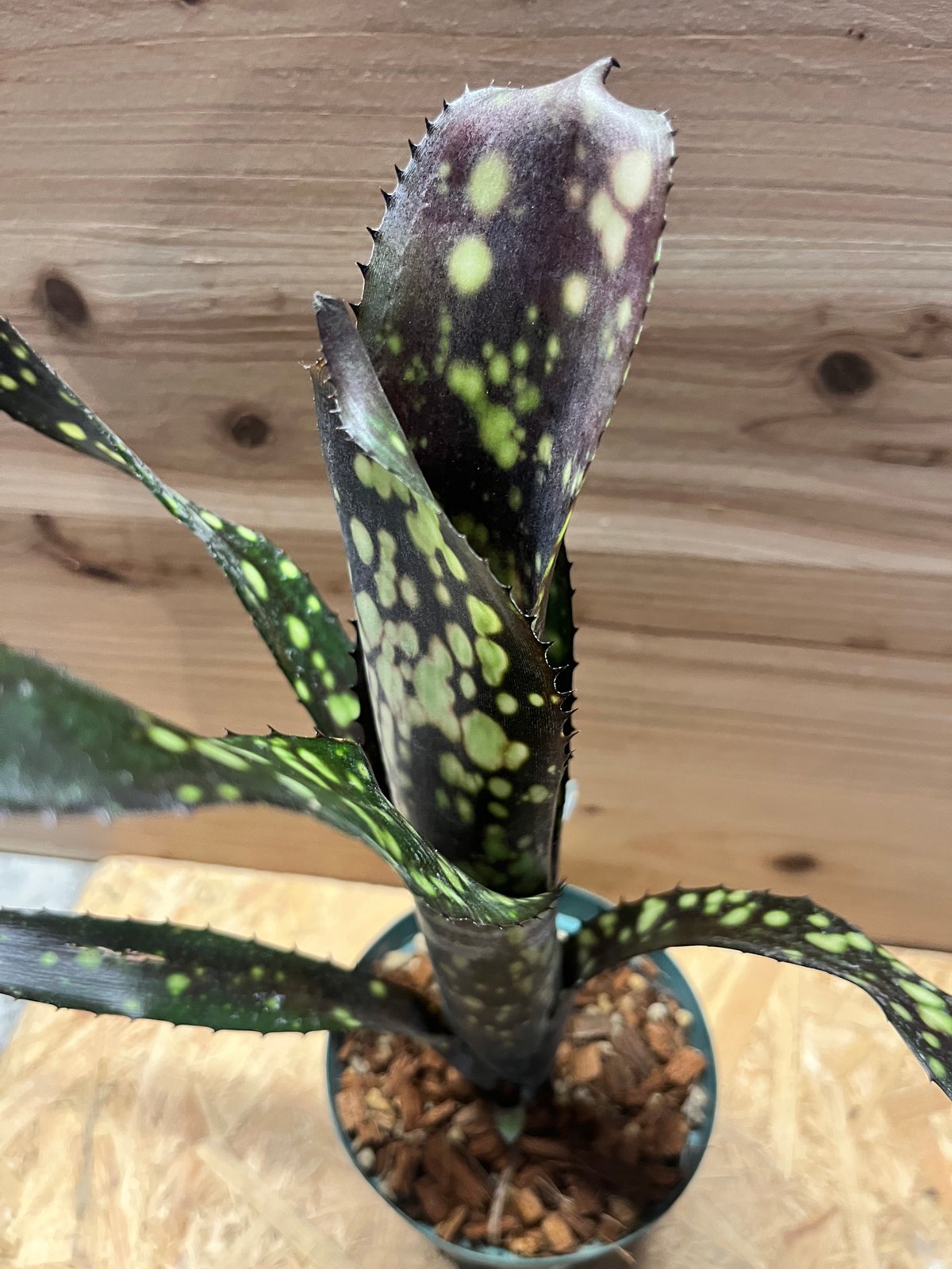 ビルベルギア Billbergia Black Pearl 【公式通販】