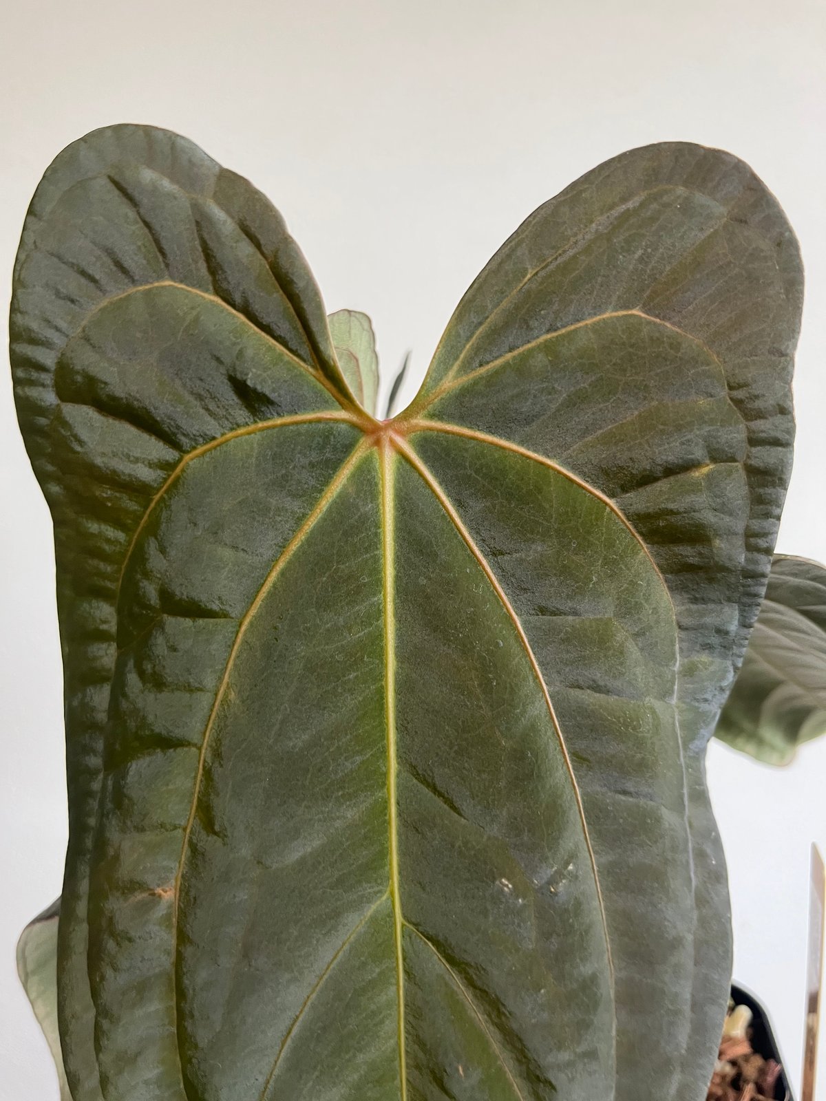 k　アンスリウム レッド ダークフェニックス 🌱Anthurium 'Red Dark Phoenix' 🌱 original division from Mr