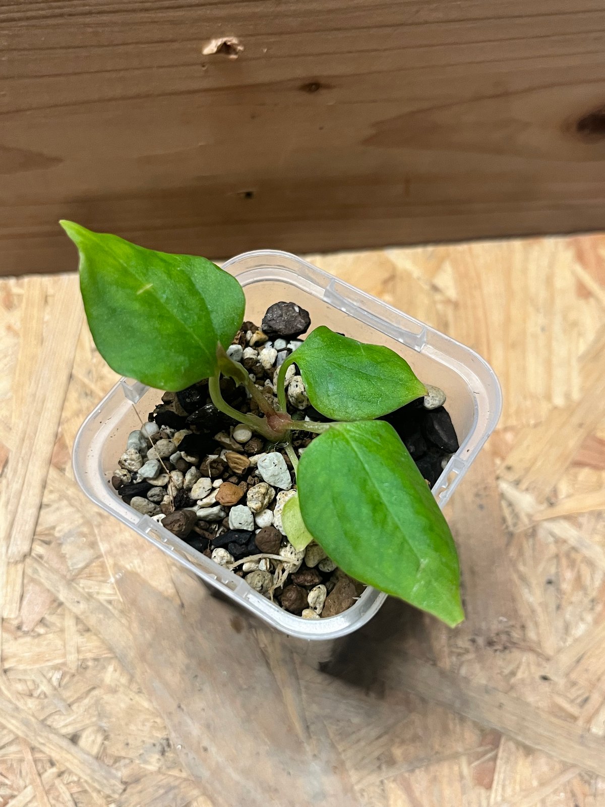 アンスリウム　ポーティラエ　NSE アンスリウム ポーティラエ NSE | GREEN LUCK