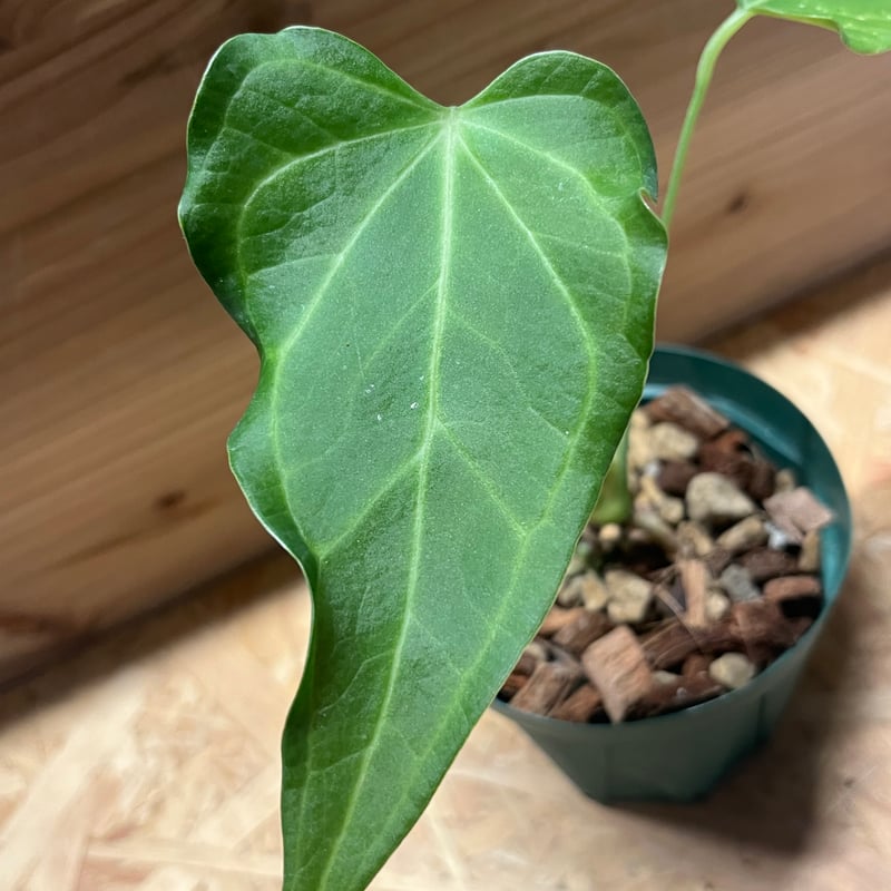 アンスリウム デルタフォース | GREEN LUCK