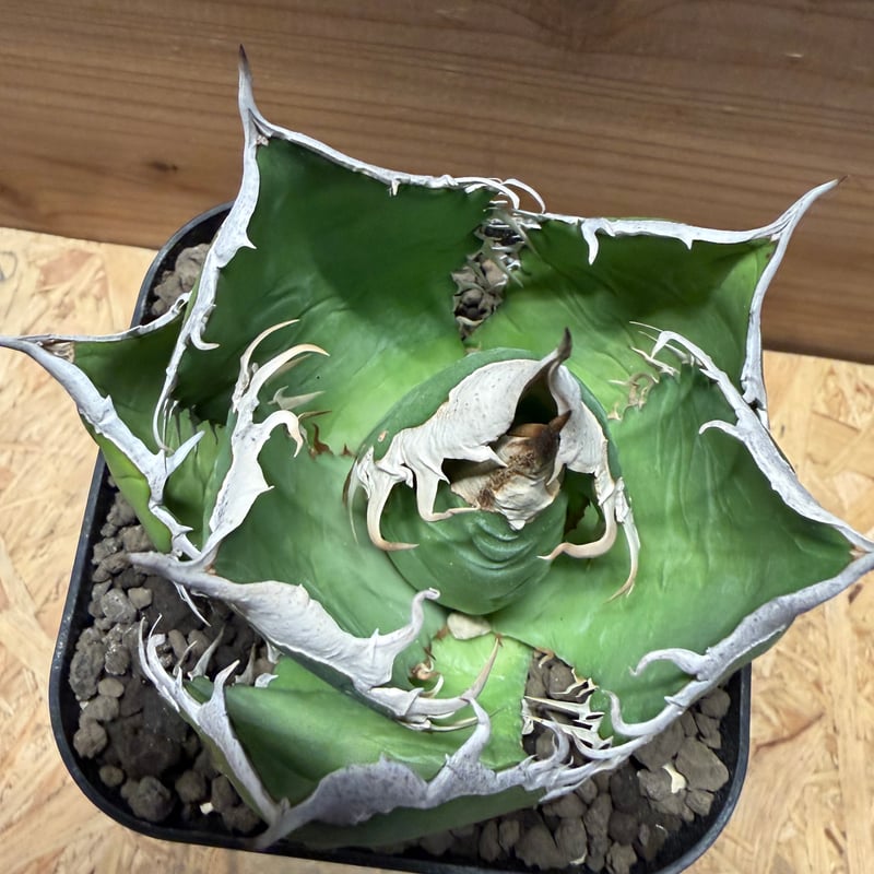 アガベ オテロイ オアハカ | GREEN LUCK