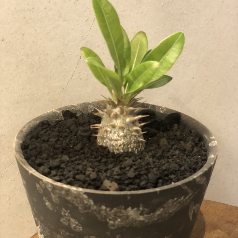 パキポディウム マカイエンセ | GREEN LUCK