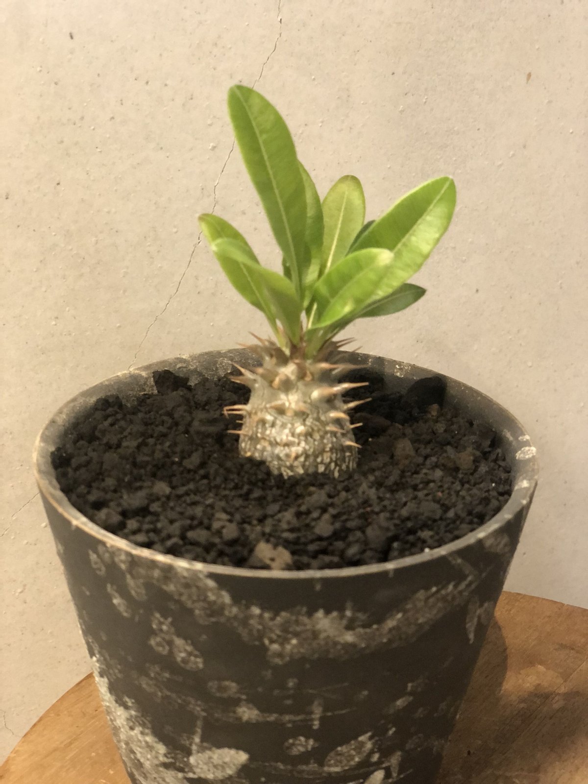 パキポディウム マカイエンセ | GREEN LUCK