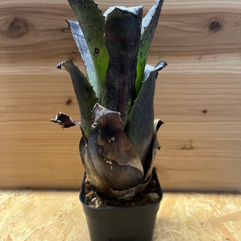 ホヘンベルギア レオポルドホルスティ ブラックフォーム | GREEN LUCK