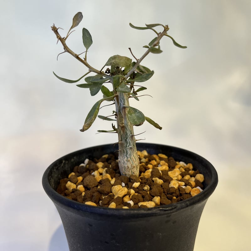 フォークイエリア コルムナリス 観峰玉 | GREEN LUCK