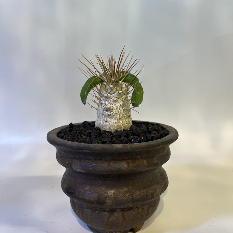 パキポディウム ナマクアナム 光堂×土京鉢 | GREEN LUCK