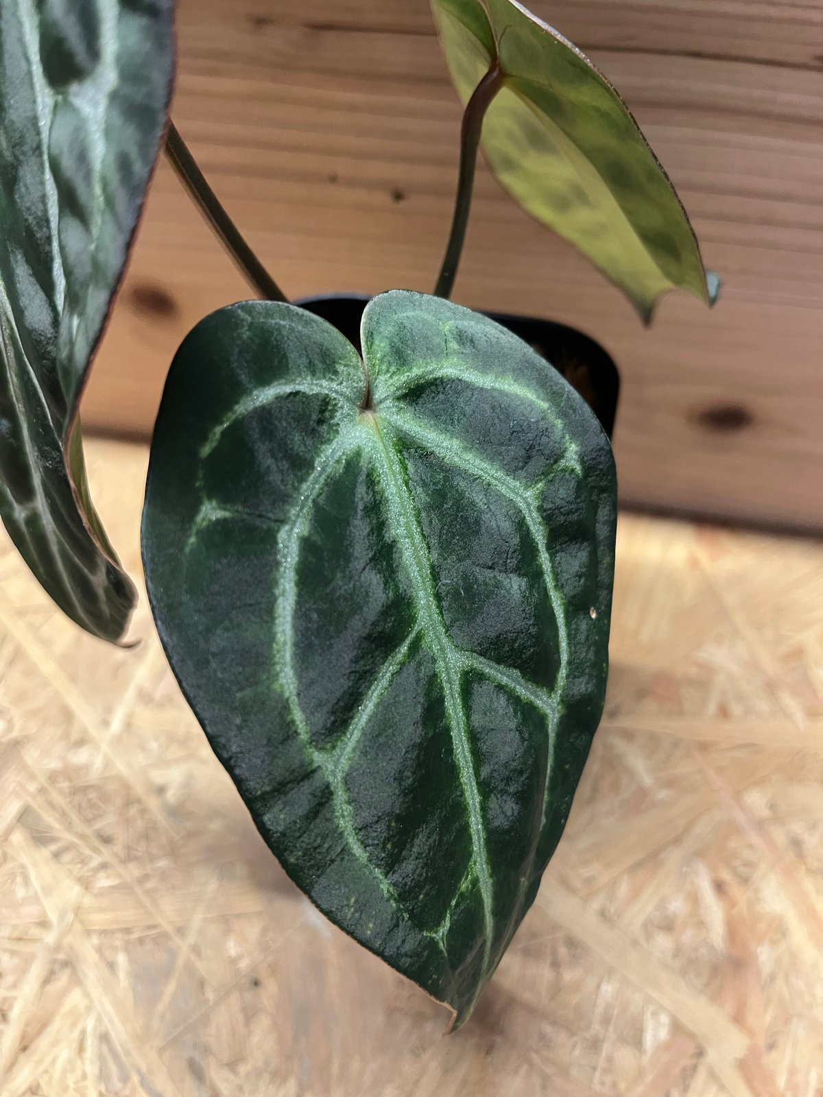 アンスリウム エンジェルズドリーム×Carlablackiae | GREEN LUCK