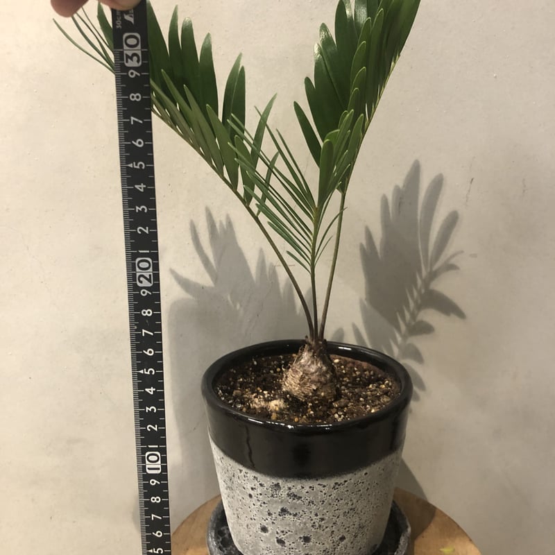 ザミア フロリダーナ | GREEN LUCK