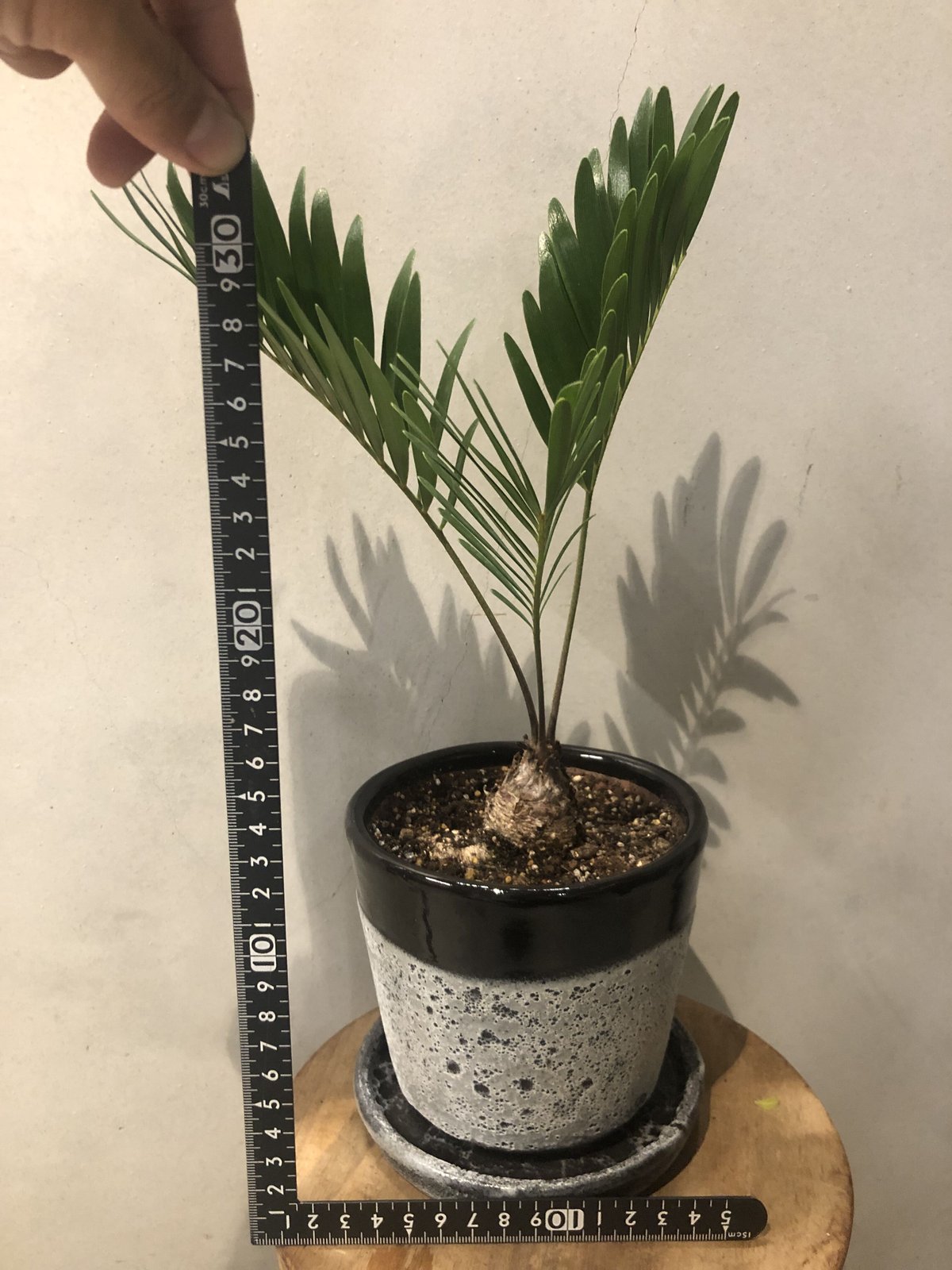 ザミア　フロリダーナ ザミア フロリダーナ | GREEN LUCK