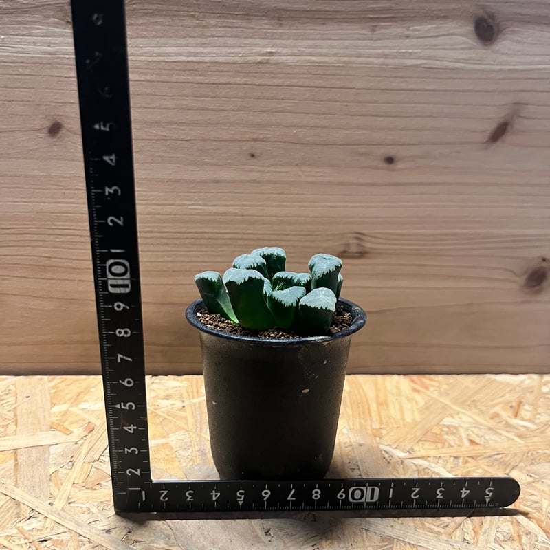 ハオルチア 万像 ハイブリッド | GREEN LUCK