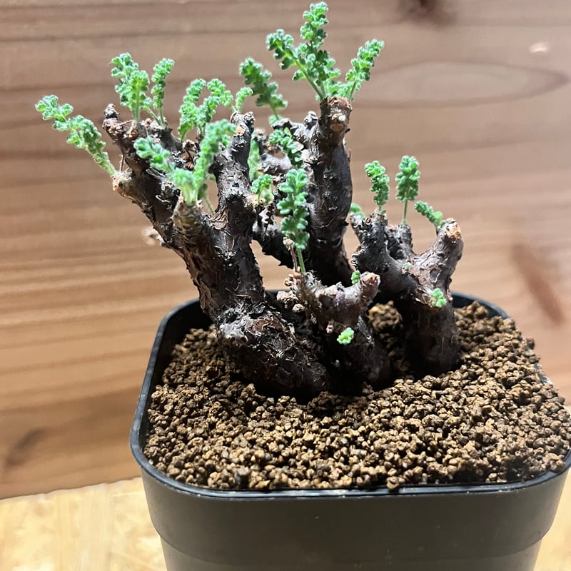 ペラルゴニウム アルテルナンス | GREEN LUCK