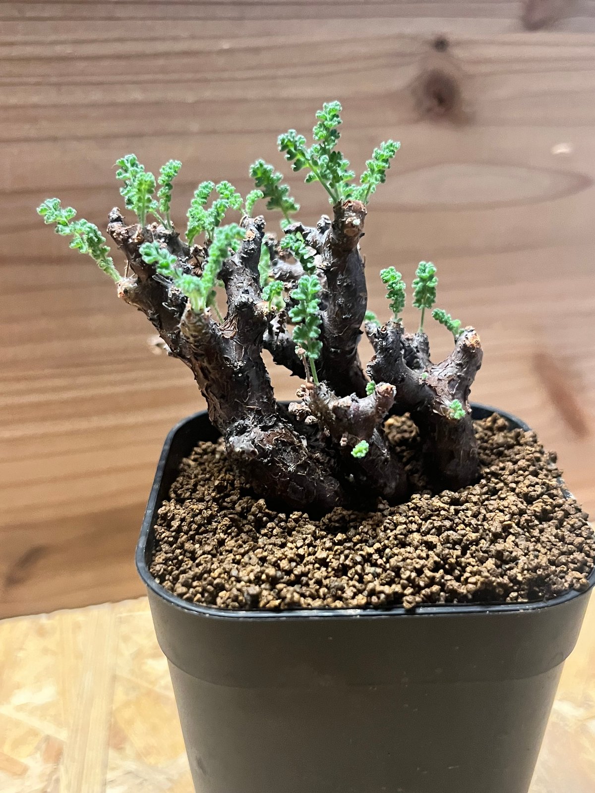 ペラルゴニウム アルテルナンス | GREEN LUCK