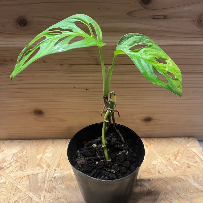 サ*ア様 マドカズラ 斑入り No.35 【Monstera モンステラ】 大株 マドカズラ 斑入り No.35 【Monstera モンステラ】 大株6本程度
