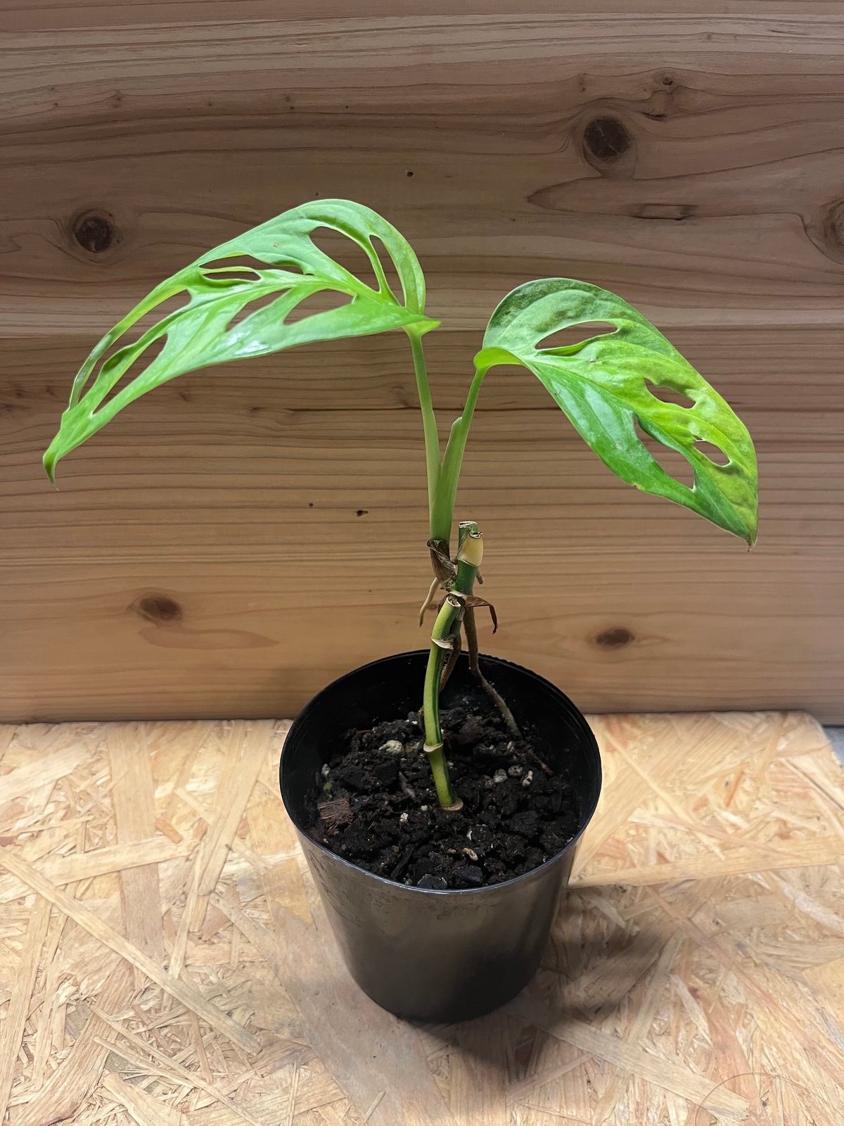 黄斑モンステラ アダンソニー マドカズラ | GREEN LUCK