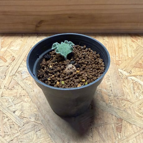 エリオスペルマム | STORES