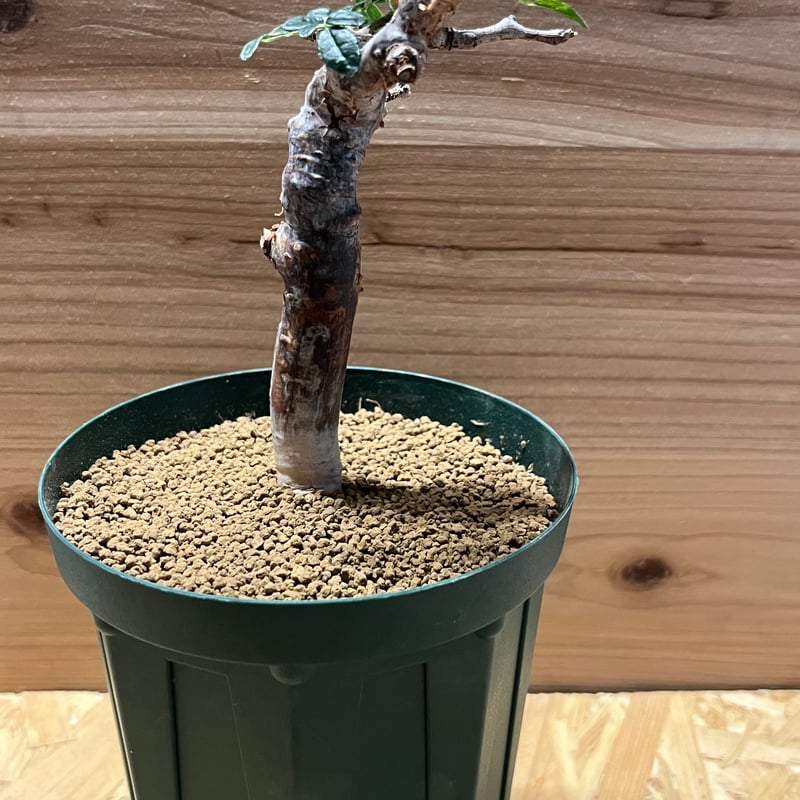 コミフォラ モンストローサ | GREEN LUCK