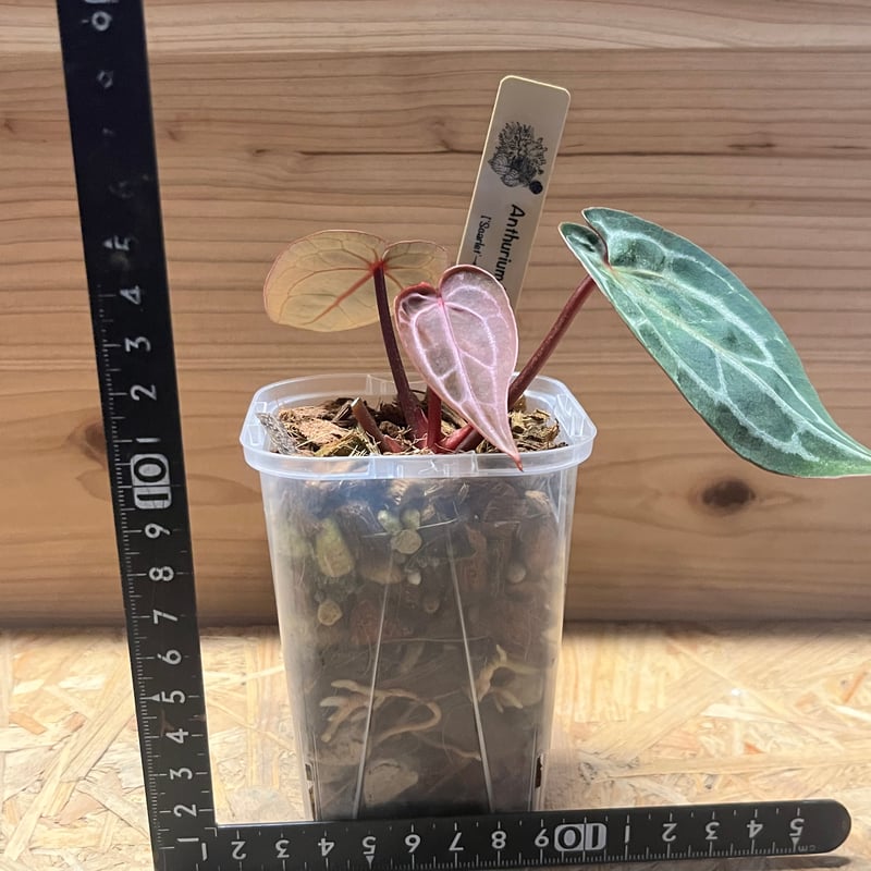 アンスリウム スカーレット | GREEN LUCK