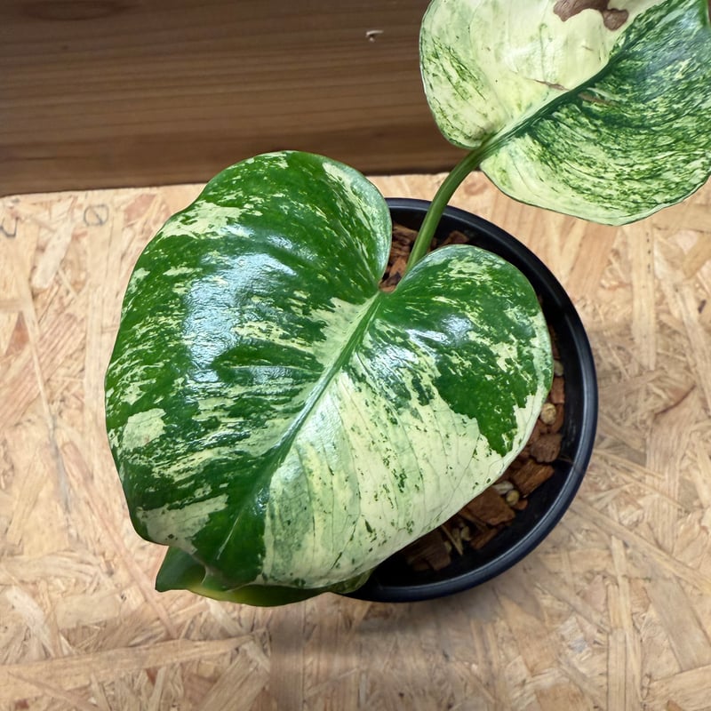 モンステラ デリシオーサ 'サイアムミント' | GREEN LUCK
